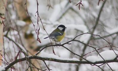 a bird in the snow