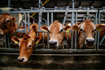 Jersey dairy cows in free livestock stall