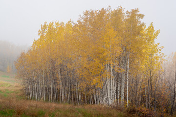 Aspen Clone in Fall Colors