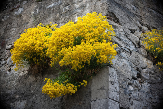 Yellow blooming Aurinia saxatile (Alyssum saxatile) flowers on old stone wall of Thun Castle, Switzerland