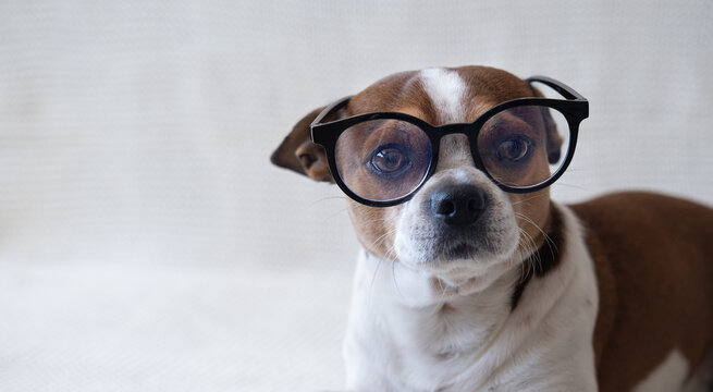 Small chihuahua dog in glasses looking at camera on sofa. back to school.