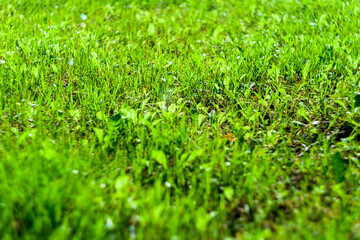 lawn sunlit background blurred green