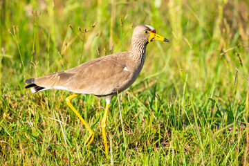 Wattled plover or lapwing, photographed in South Africa.