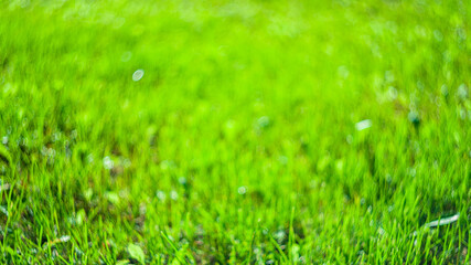 Fototapeta premium lawn sunlit background blurred green