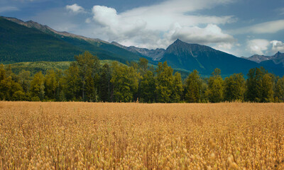 Oats Field in Northern Canada with the Boreal Forest and the Mountains in the Background.