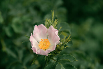 A beautifully flowering rosehip bush. Wild rose close up.