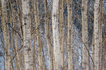 Aspen Trunks in Winter