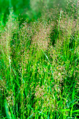 green grass macro background in the sun