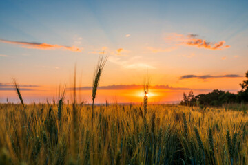 Obraz na płótnie Canvas spikelets of the grain harvest on the background of a beautiful sunset