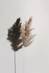 Dried pampas grass over beige pastel background with trendy shadow and sunlight.