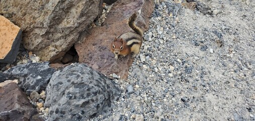 chipmunk