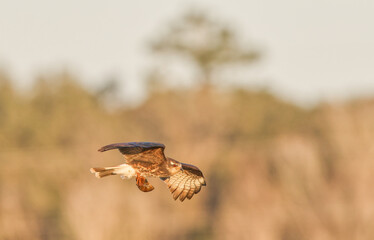 Fototapeta premium Male Snail Kite (Rostrhamus sociabilis) in flight with an Apple Snail in its Talons