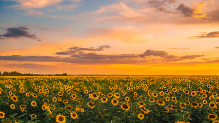 a magnificent yellow field of blooming sunflowers on the background of a beautiful sunset