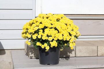 Yellow mum blooming, on porch step