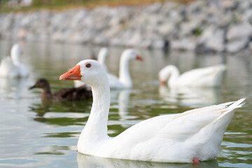 Patos de lago en su habitat, tarde tranquila, naturaleza