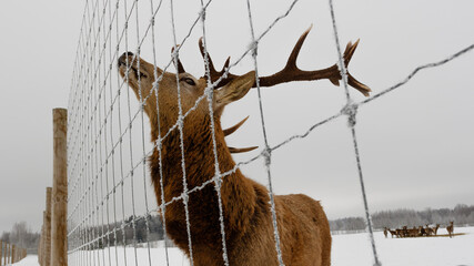 Winter, snow and deer behind the fence 
