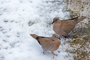 2 brown doves (Streptopelia decaocto)  looking for food into the snow in Athens, Greece.