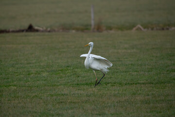 Western great white Egret searching for food.