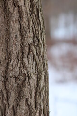 Up close tree with blurred background