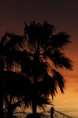 Palmera atardecer