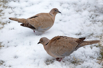 2 brown doves (Streptopelia decaocto)  looking for food into the snow in Athens, Greece.