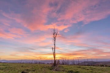 Lonely tree in the middle of a mountain meadow under the pink and orange colours of a sunset