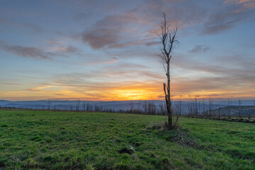 Solitary tree in the middle of a mountain meadow under the nine at sunset
