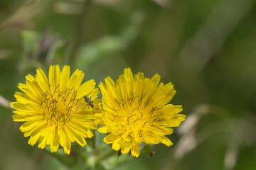 False Oil Beetle on yellw flower