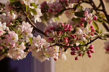 Aufblühender Blütenzweig im Frühling