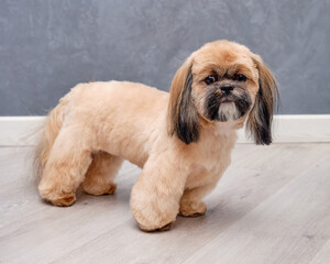 A purebred shitzu stands on the wooden floor showing off a new haircut