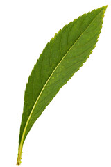 Green leaf of flower Impatiens balsamina, isolated on black background