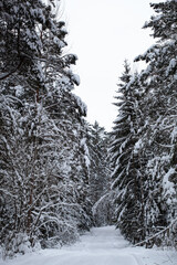 Winter road with snow through the forest