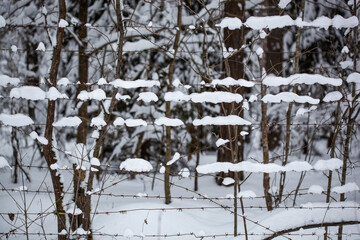 Barbed wire in the snow. Snow on the barbed wire