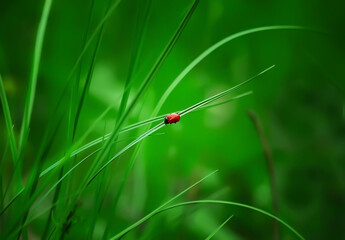 A beautiful little red beetle that looks like a ladybug is sitting on a green juicy blade of grass in the open air in the garden. Wallpaper, cover and postcard.