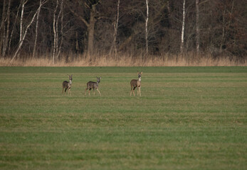 roe deer early morning in the Weerribben