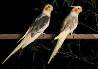 Cockatiels