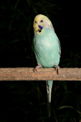Budgerigar