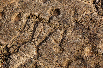 Sacred Pu'u Loa, home to the largest field of petroglyphs in the state of Hawai'i, USA