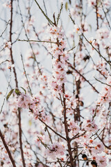 A field of blossoming almond trees. Cherry blossom. Blues sky.