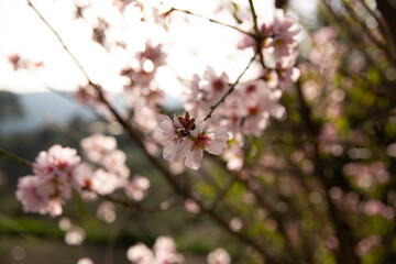 A field of blossoming almond trees. Cherry blossom. Blues sky.