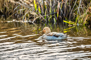 The Silver Appleyard dwarf duck in open water with color variation of soft orange colored head and neck