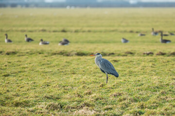 Obraz na płótnie Canvas Great Blue Heron, Ardea cinerea, in close up focus standing in green pasture in winter period against blurred background with greylag geese, Anser anser