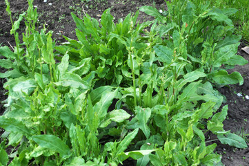 In the open ground in the garden grows sorrel.