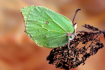 A yellow butterfly sits on a dry leaf in spring. Macro photo. 