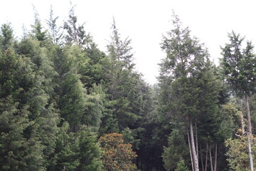 Obraz premium bosque 