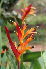 Obraz premium heliconia flower
