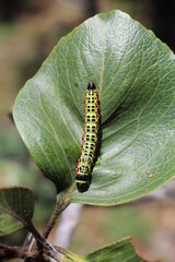 colorful caterpillar on green leaf against bluish sky