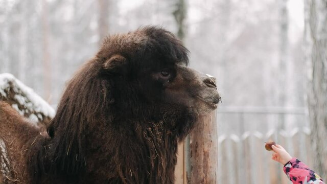 A bactrian camel stands in the snow and chews hay. Portrait of a two-humped camel in the snow