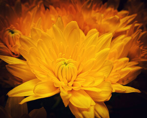 orange chrysanthemum flowers top view closeup, natural background, filtered image