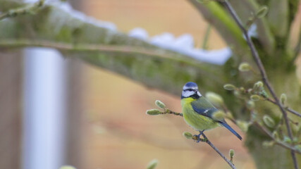 Blue tit in a tree